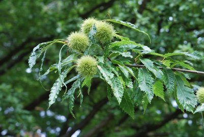 Castanea sativa 'Asplenifolia' - kaštanovník jedlý - plod